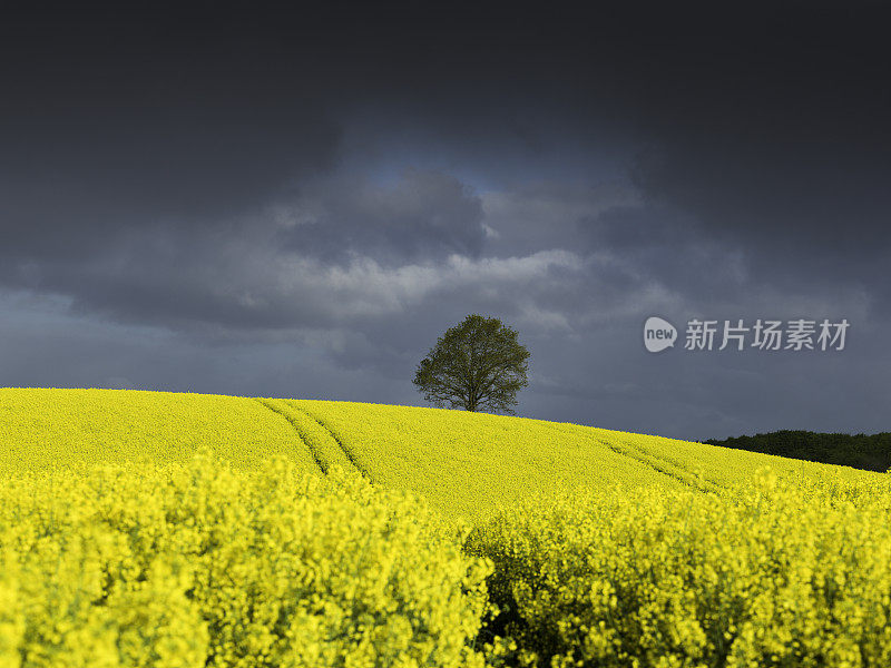 乌云笼罩在阳光明媚的油菜上