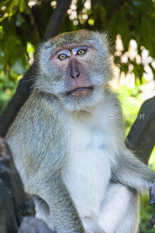 短尾猿