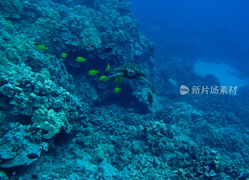 海龟在海里游泳