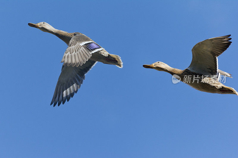 飞的野鸭