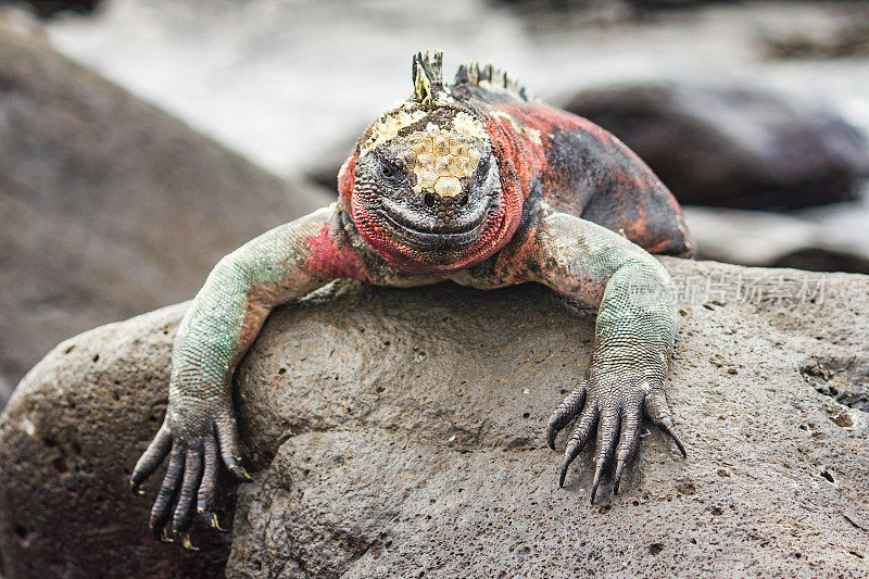 在加拉帕戈斯群岛的岩石上休息的海鬣蜥