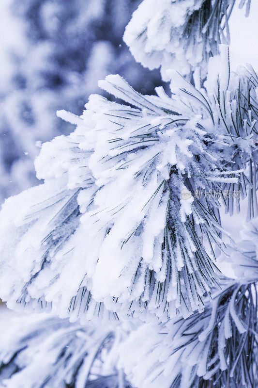 在暴风雪期间，冷杉树枝上挂满了厚厚的雪