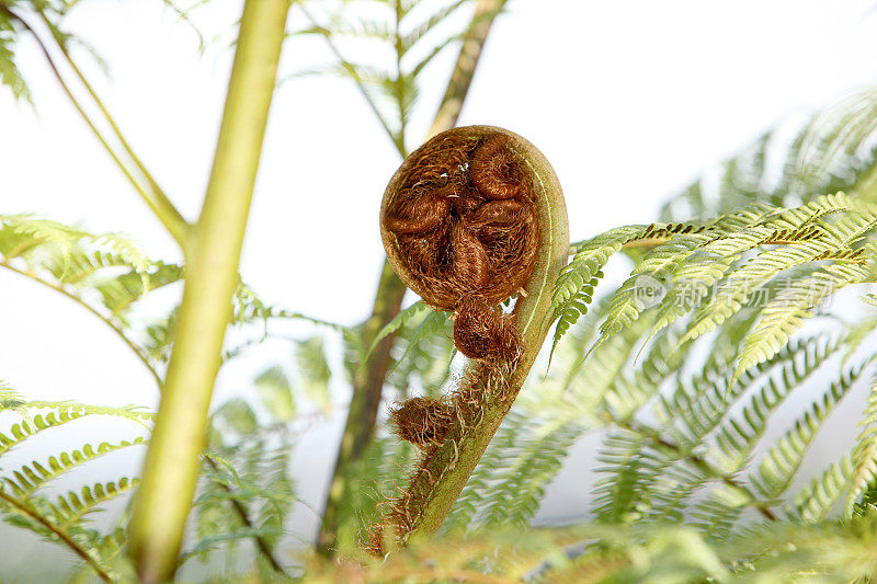 蕨类植物