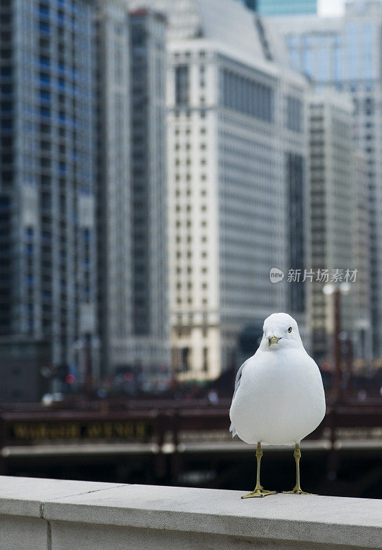 城市鸡