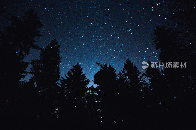 森林剪影与星星覆盖的天空