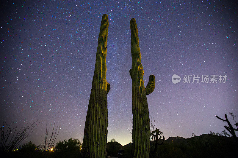 仙人掌夜与银河