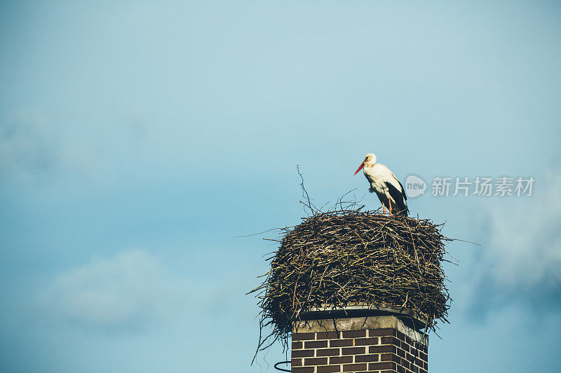 白鹳在天空中筑巢