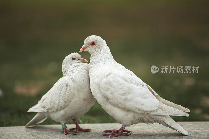 鸽子在恋爱