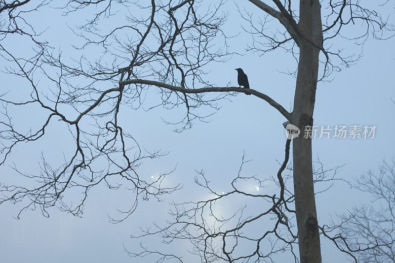 雾天，树上的乌鸦在温哥华，不列颠哥伦比亚省，加拿大