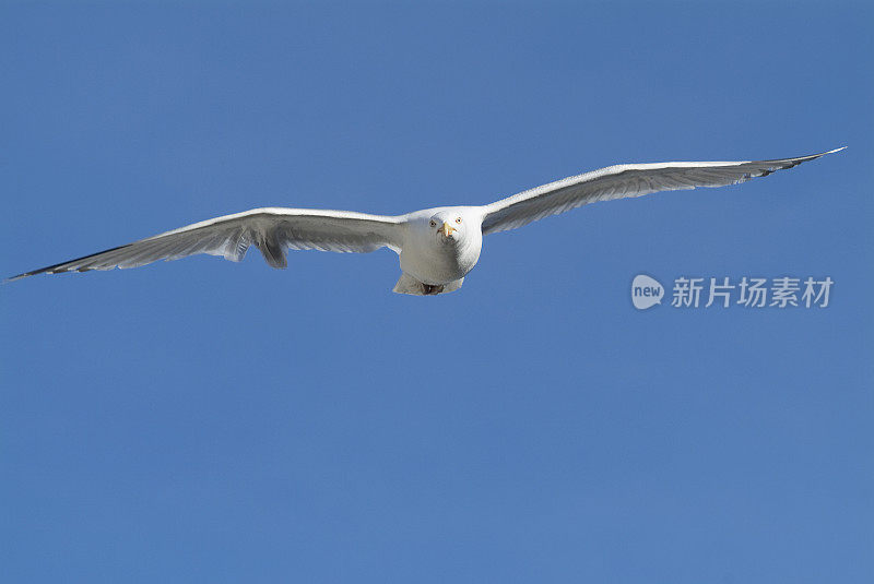 海鸥准备攻击