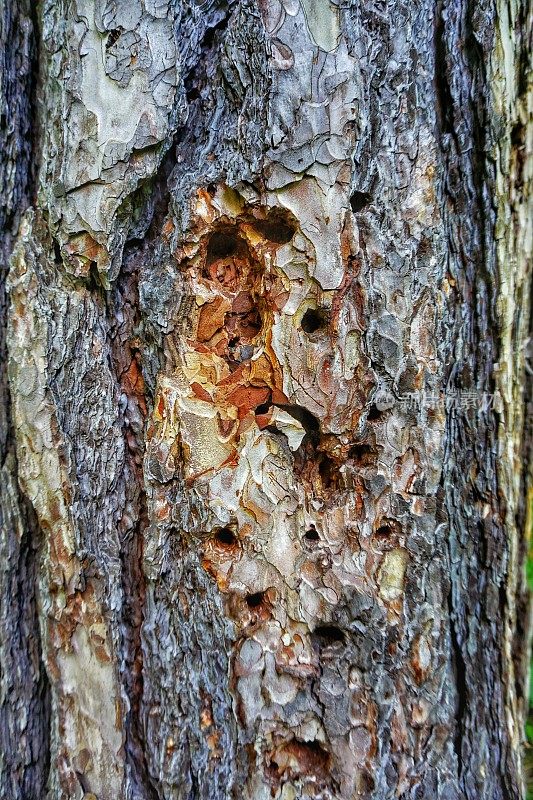 缅因州，马克沃斯岛，近距离观察灰色、棕色的树皮