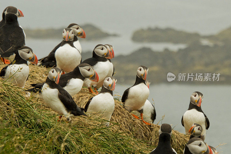 海雀在开会