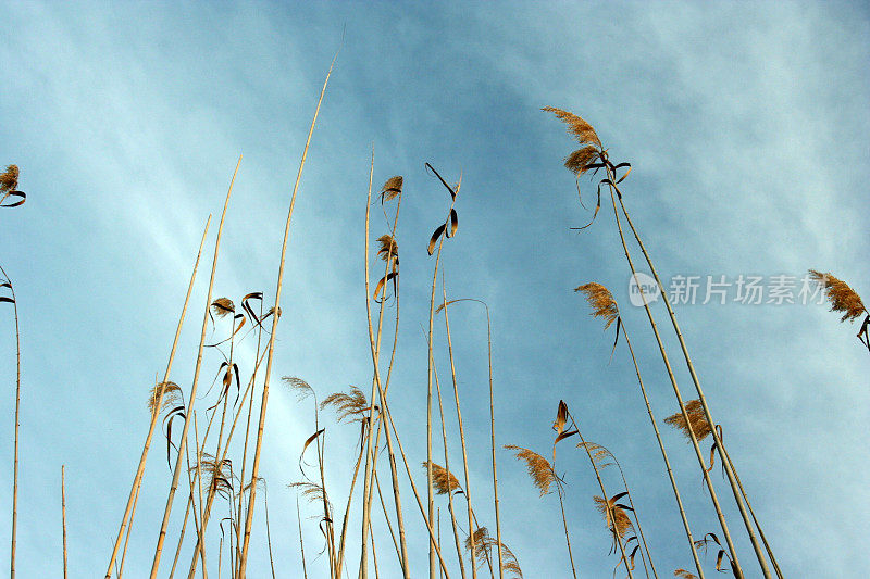 芦苇草与蓝天的背景