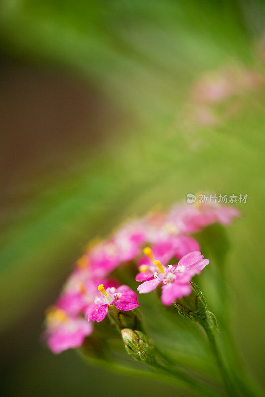 植物区系