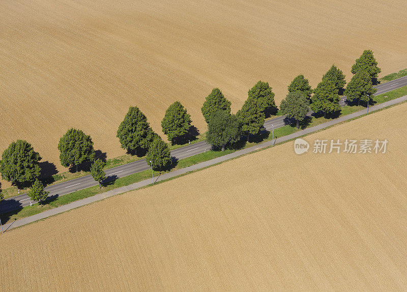 鸟瞰图村庄树木成行的道路与树木