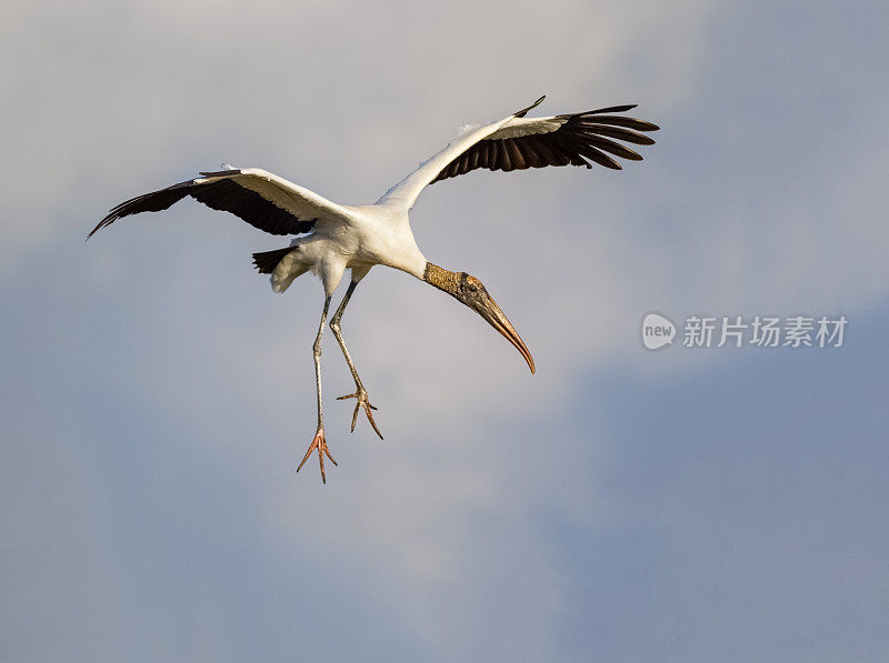 木头鹳