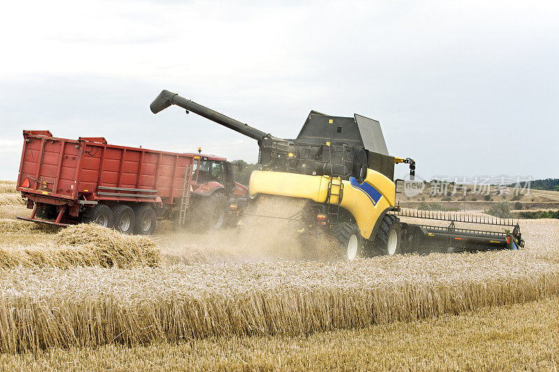 用拖拉机联合收割小麦
