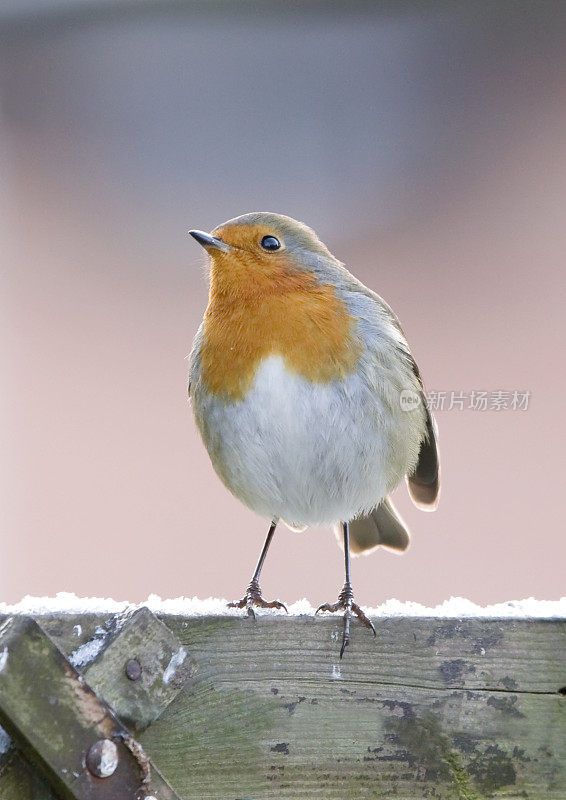 罗宾(红心rubecula)