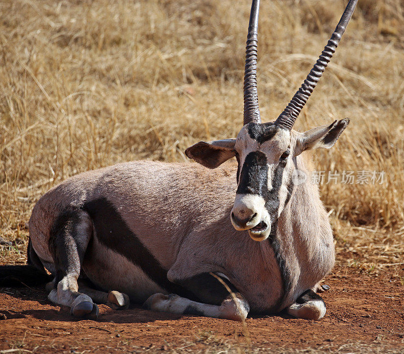 南非:克鲁格斯多附近的大羚羊