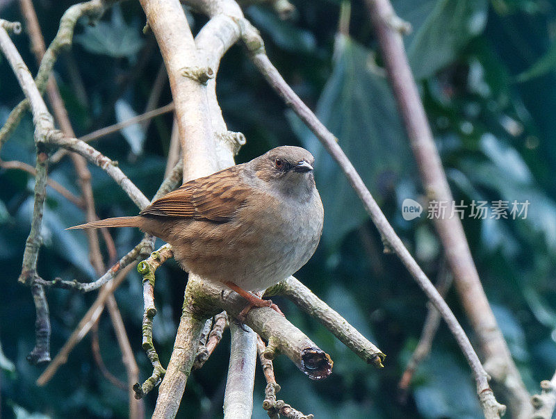 家庭花园中的Dunnock