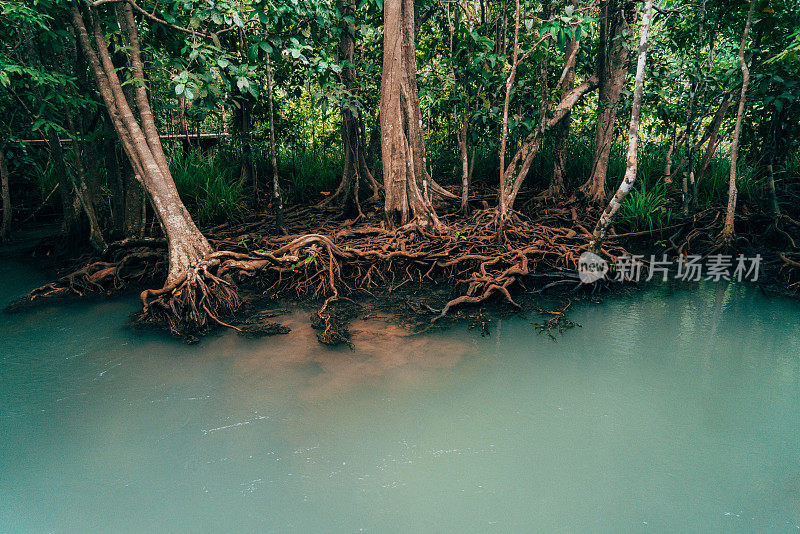 热带森林中的一条河