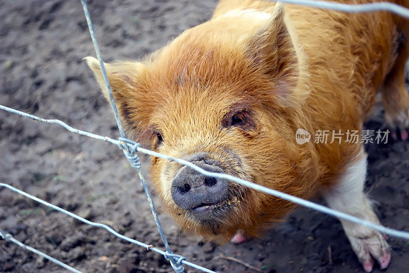 软深度聚焦库内库猪