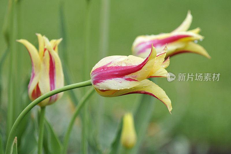 郁金香雨后