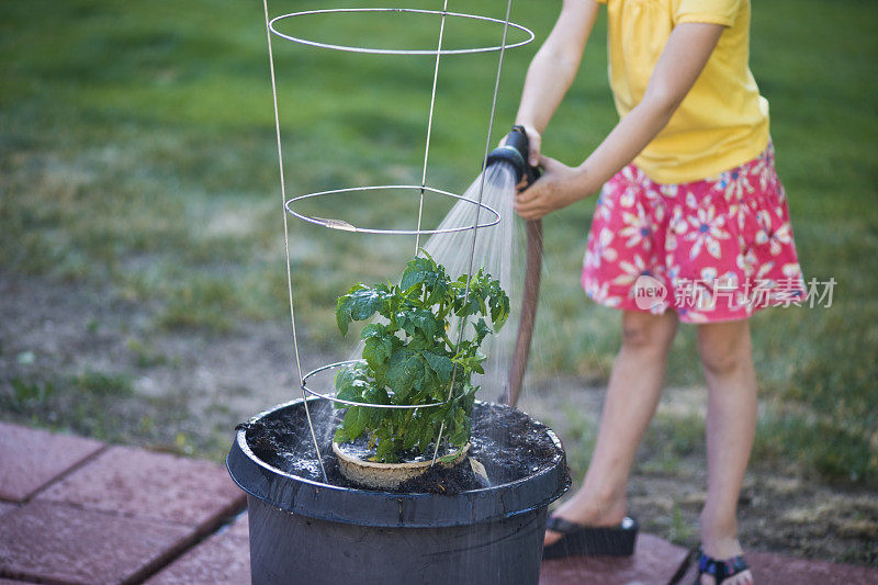 小女孩在给新栽的西红柿浇水