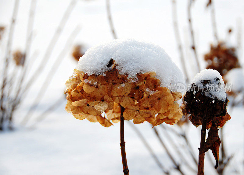 绣球花在冬天被雪包裹。