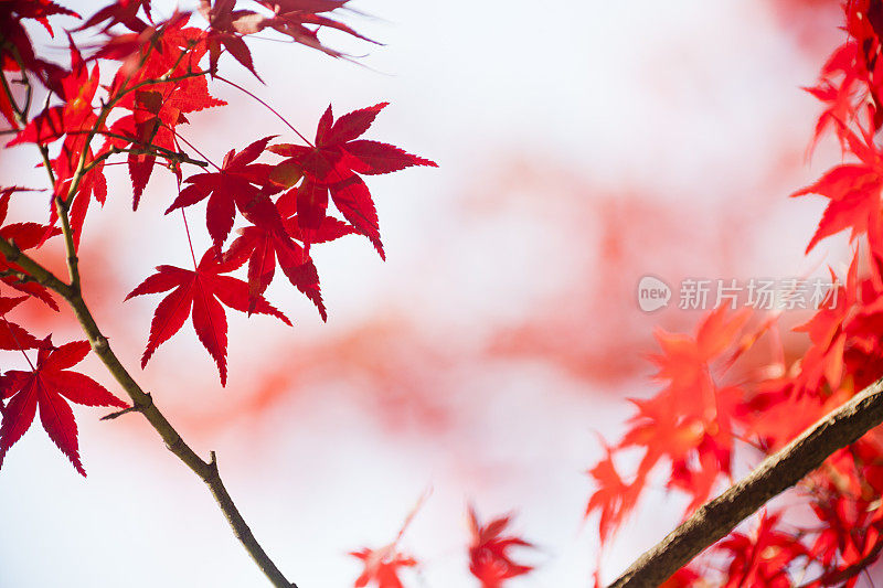 秋天日本红色枫叶近距离