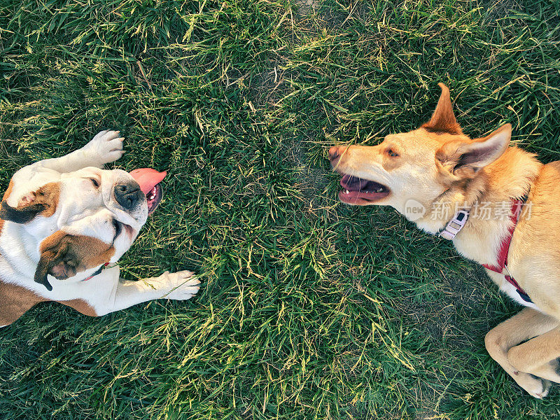 两只狗在草地上玩耍，中间是抄写空间