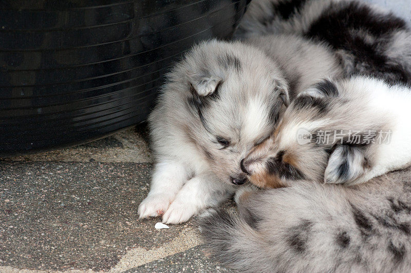 5周大的设得兰牧羊犬幼犬