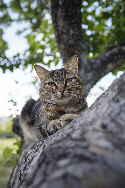 一只虎斑猫在树枝上