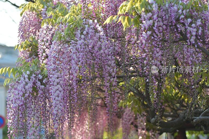 日本紫藤花