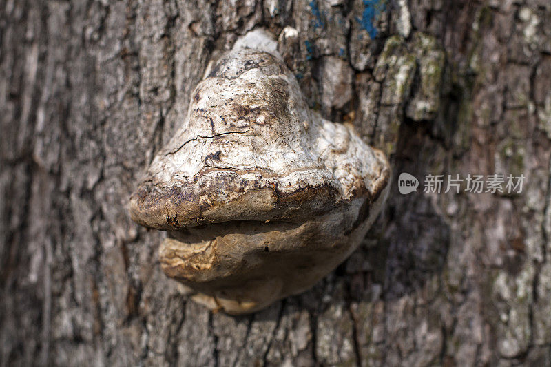 树栖的fungus-smile