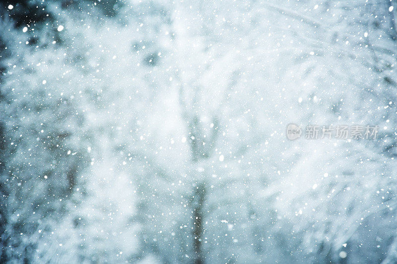 冬天的场景——树林里下雪