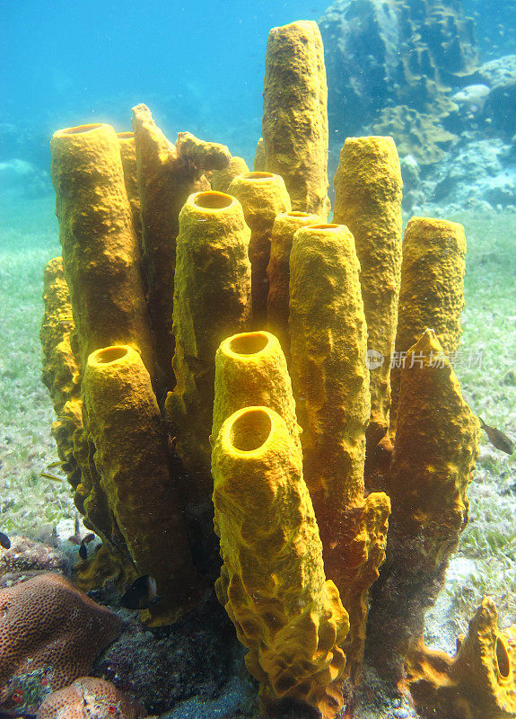 黄管海绵(岛叶虫)，圣卢西亚