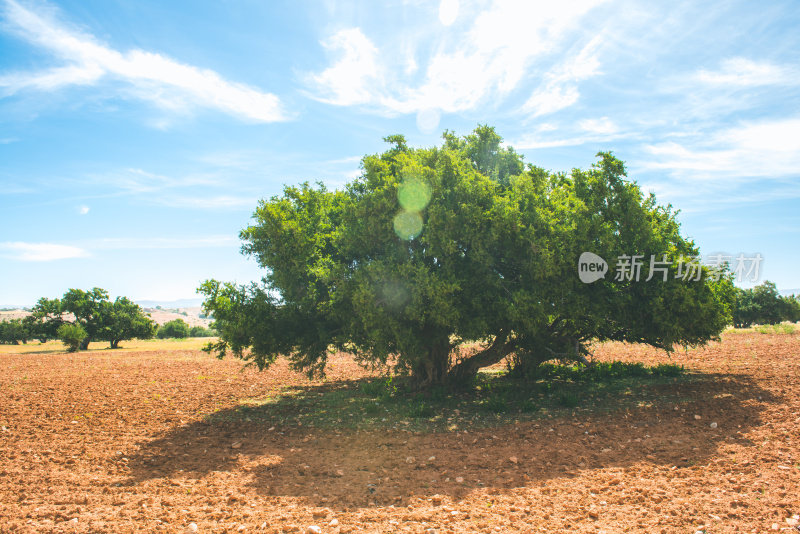 在摩洛哥的阿甘树种植园