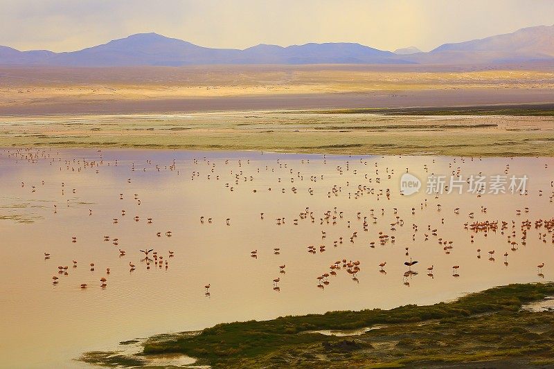 令人印象深刻的科罗拉多湖-红色的湖反射，安第斯火烈鸟和田园诗般的阿塔卡马高原沙漠，火山景观全景-波托西地区，玻利维亚安第斯，Bolívia