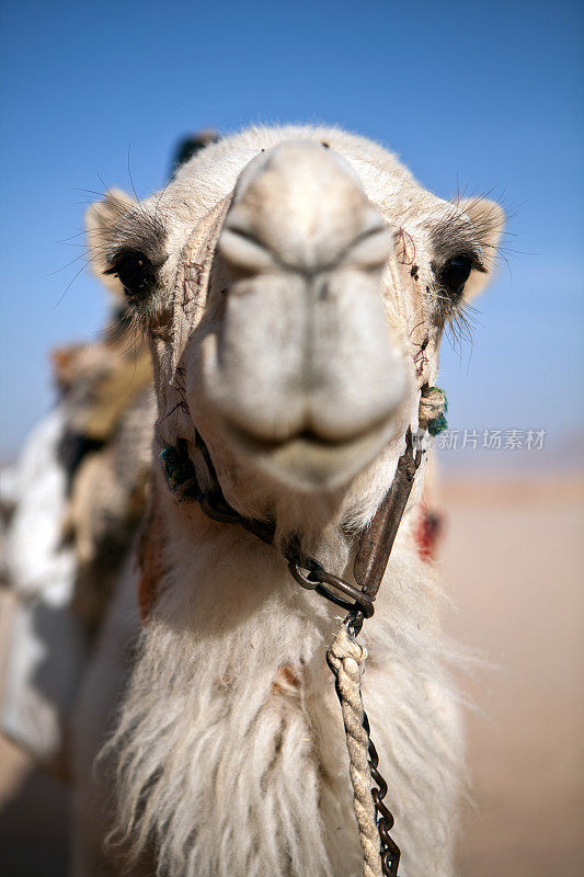 骆驼的头