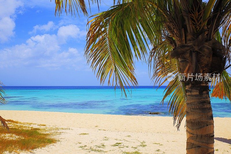 田园诗般的热带绿松石海滩与棕榈树，巴巴多斯-阳光蓝色泻湖，夏天的天堂，加勒比海蓝色的海