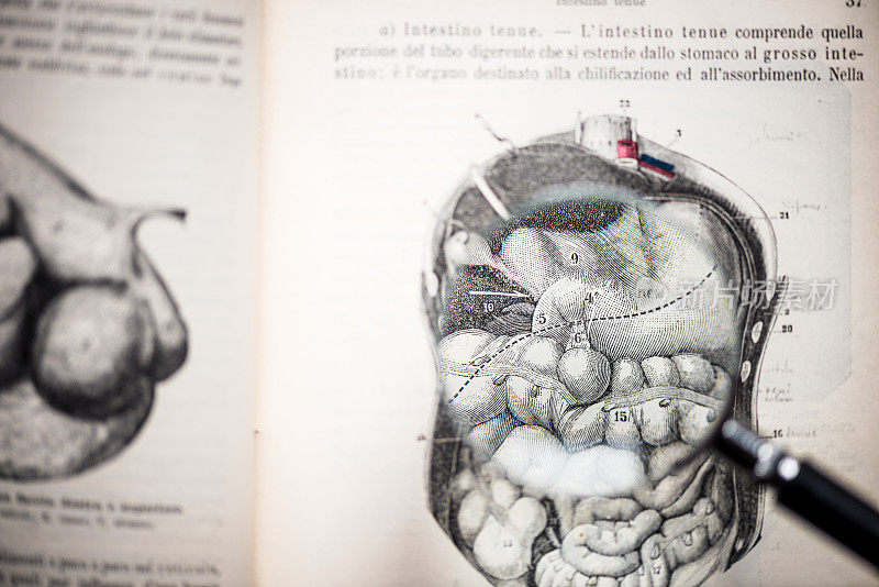 放大镜上的古董解剖书:器官