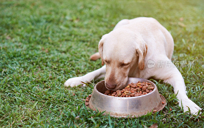 棕色的拉布拉多犬正在吃绿色的草