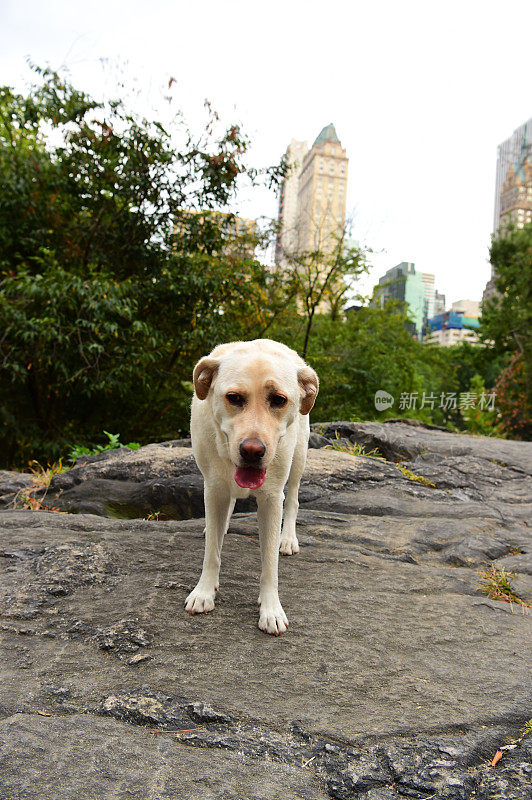 中央公园的拉布拉多寻回犬