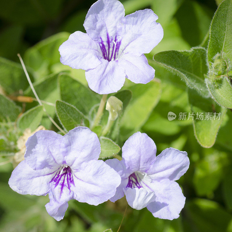 野生毛矮牵牛花，红毛矮牵牛花