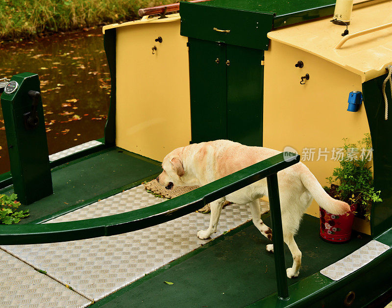 拉布拉多寻回犬秋季运河划船