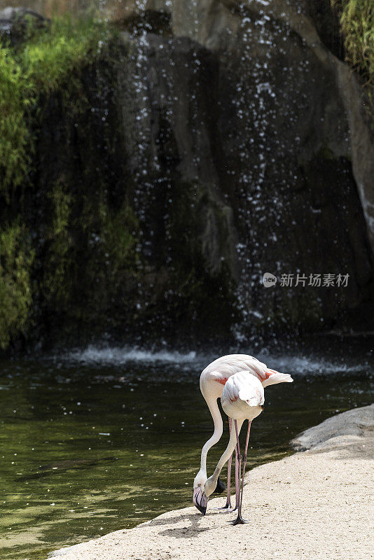 两只粉红色的火烈鸟站在河边