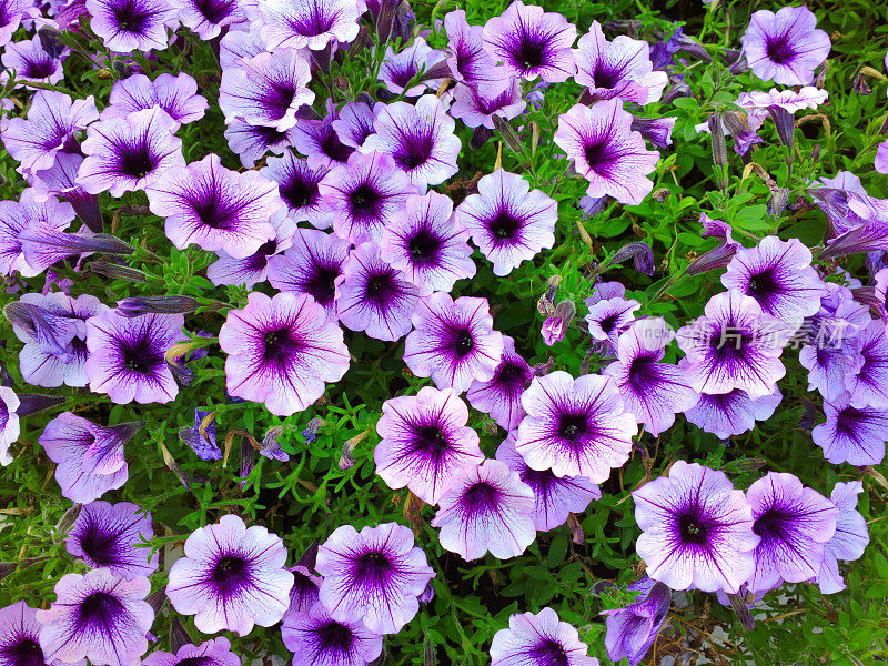 紫色的矮牵牛花开花了。