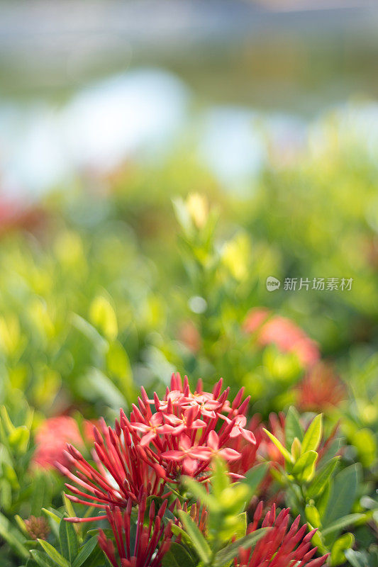西印度茉莉花是茜草科开花植物的一个属。它是Ixoreae族中唯一的属。西印度茉莉花与阳光和自然背景