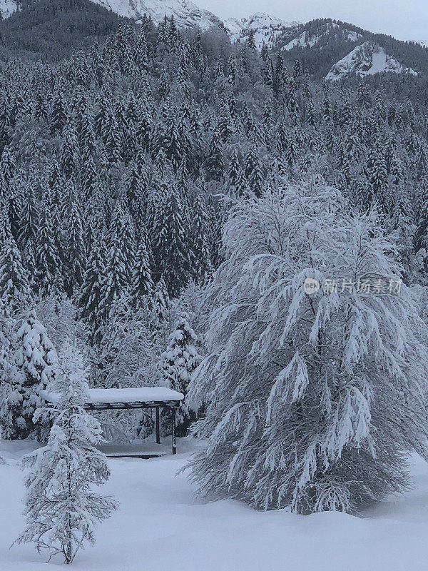 在欧洲阿尔卑斯山脉，冰雪覆盖的冬季景观和森林